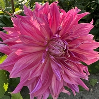 Dahlia Penhill Dark Monarch 